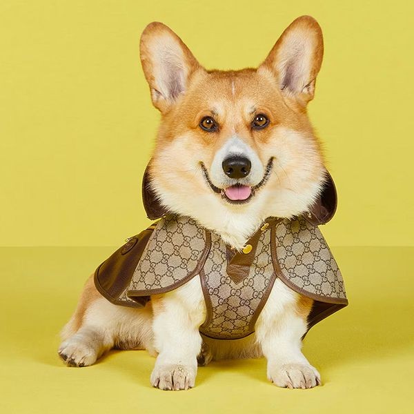 選べるお色グッチ ペット GG コート 犬 ブラウン スーパーコピー695719