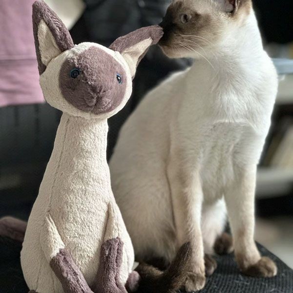 jellycat かわいいぬいぐるみ シャム猫 w24043027