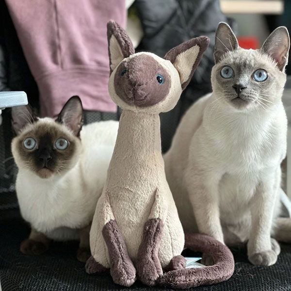 jellycat かわいいぬいぐるみ シャム猫 w24043027